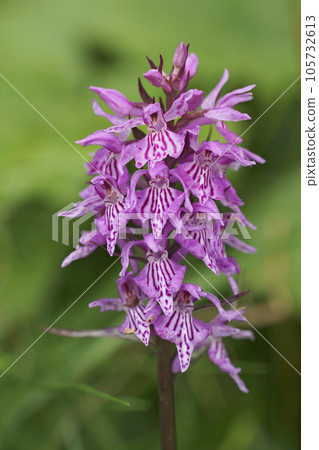 Vertical closeup on a the common spotted Orchid, Dactylorhiza fuchsii Vertical closeup on a the common spotted Orchid, Dactylorhiza fuchsii 105732613