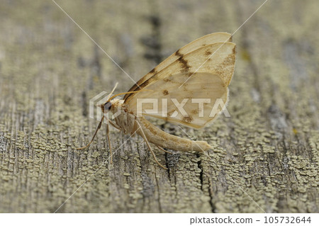 Closeup on a barred straw geometer moth, Gandaritis pyraliata with close wings 105732644