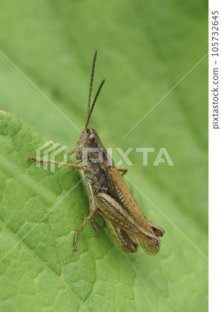 Vertical closeup on the brownb upland field grasshopper, Chorthippus apricarius sitting on a green leaf 105732645