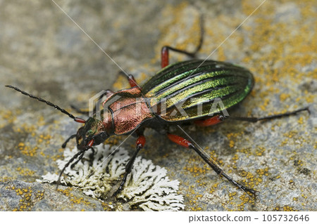 Closeup on a colorful metalling green and red ground beetle, Carabus auronitens in Austria 105732646