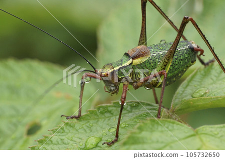 Closeup on a male Common Saw Bush-Cricket, Barbitistes serricauda , sitting on a green leaf 105732650