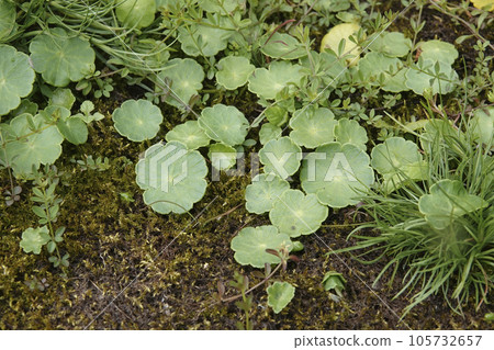 Closeup on the round leaved pennywort marsh plant, Hydrocotyle vulgaris, at the border of a pond Closeup on the round leaved pennywort marsh plant, Hydrocotyle vulgaris, at the border of a pond 105732657