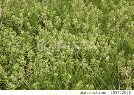 Closeup on an aggregation of New Zealand pigmyweed or swamp stonecrop, Crassula helmsii Closeup on an aggregation of New Zealand pigmyweed or swamp stonecrop, Crassula helmsii 105732658