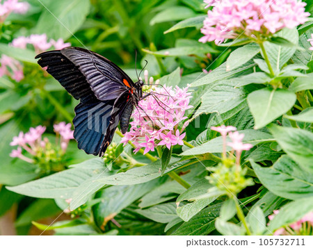 一隻美麗的蝴蝶從粉紅色的花黑色燕尾吸花蜜 一隻美麗的蝴蝶從粉紅色的花黑色燕尾吸花蜜 105732711