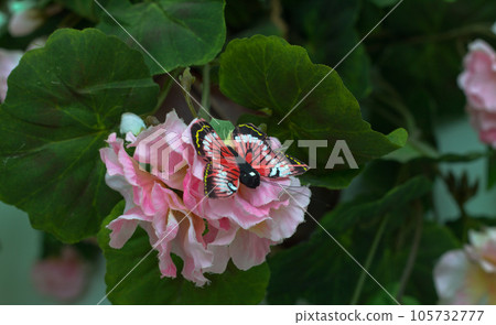 Flower And Butterfly Flower And Butterfly 105732777