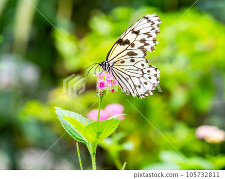 A beautiful butterfly sucking nectar Idea leucomadara A beautiful butterfly sucking nectar Idea leucomadara 105732811