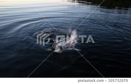 river perch fishing whirlpool river perch fishing whirlpool 105732870