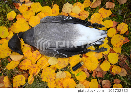Trophies Northern hunting geese 105732883