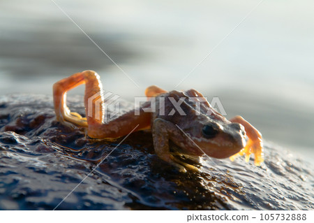 brown frog brown frog 105732888