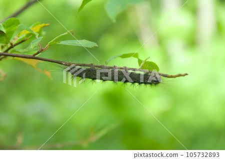 Lymantria dispar caterpillars move in forest. Lymantria dispar caterpillars move in forest. 105732893
