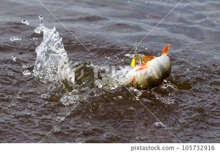 Perch fishing Perch fishing 105732916