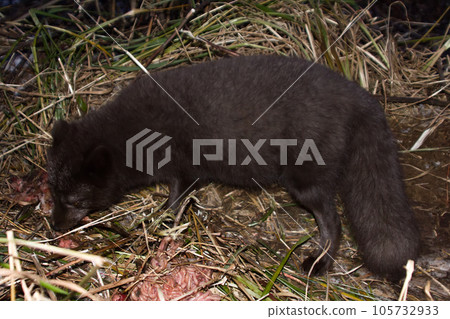 Blue foxes come at night to devour carcasses of seals Blue foxes come at night to devour carcasses of seals 105732933