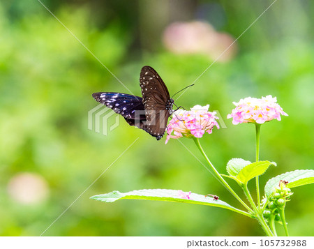Beautiful butterflies sucking nectar Tsumamurasaki tiger 105732988