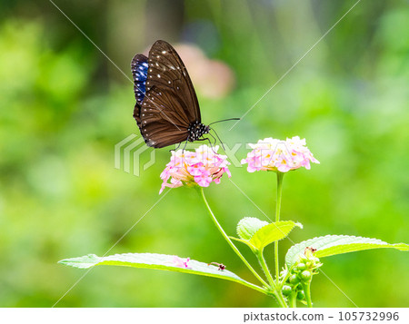 Beautiful butterflies sucking nectar Tsumamurasaki tiger Beautiful butterflies sucking nectar Tsumamurasaki tiger 105732996
