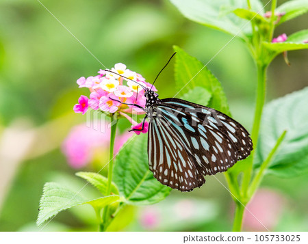 Beautiful butterflies sucking nectar Ryukyu chestnut tiger Beautiful butterflies sucking nectar Ryukyu chestnut tiger 105733025