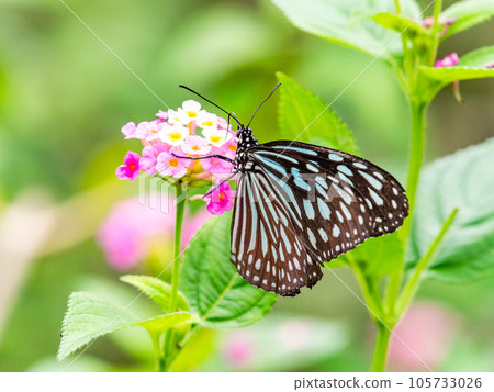 美麗的蝴蝶吸著花蜜琉球栗子虎 105733026