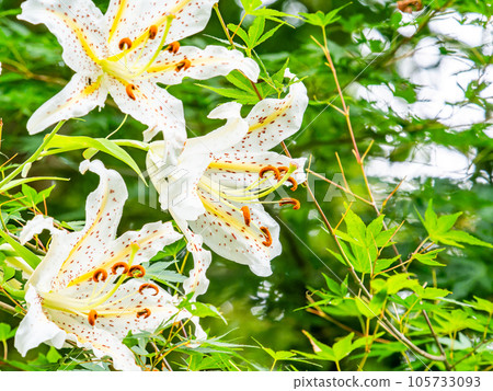 Yamayuri blooms neatly Yamayuri blooms neatly 105733093