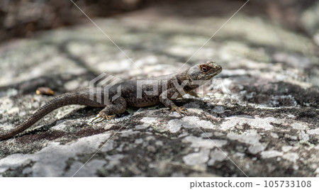 Closeup of a Lizard Basking in Sunshine on a Rock with Blurred Background 105733108