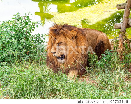 獅子的身影在樹蔭下放鬆的雄獅 105733146