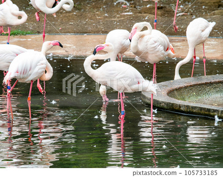 美麗的水禽群淡粉色火烈鳥 105733185