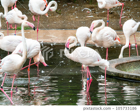 Beautiful waterfowl Flock of pale pink flamingos Beautiful waterfowl Flock of pale pink flamingos 105733186