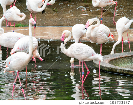 Beautiful waterfowl Flock of pale pink flamingos 105733187
