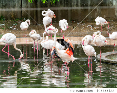Beautiful waterfowl Flock of pale pink flamingos 105733188