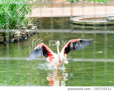 Beautiful waterfowl Flock of pale pink flamingos flapping their wings 105733211
