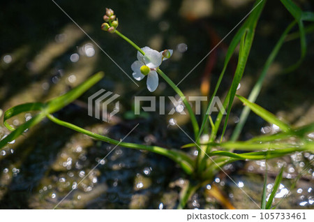 稻田裡盛開的奧莫達卡花 105733461