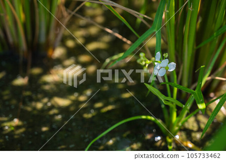 Omodaka flower blooming in the rice field Omodaka flower blooming in the rice field 105733462