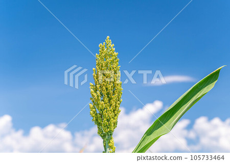 Summer blue sky and sorghum Summer blue sky and sorghum 105733464
