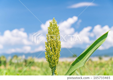 Fresh summer scenery and sorghum 105733465