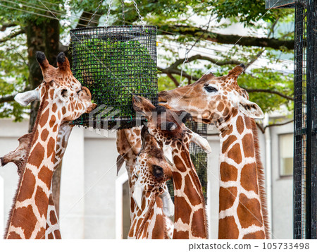 優雅愉悅的長頸鹿家庭餐 105733498