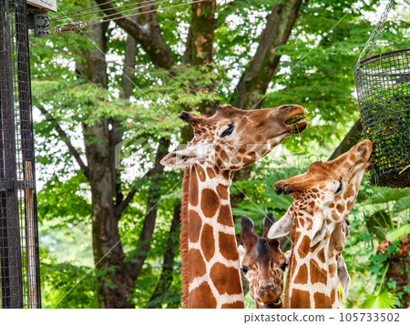 優雅愉悅的長頸鹿家庭餐 105733502