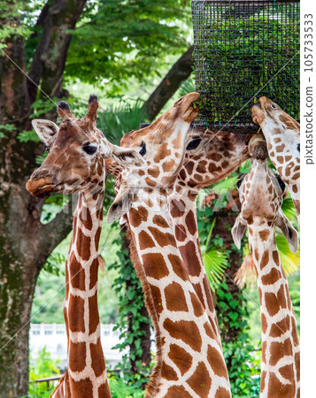 Elegant and delightful giraffe family meal Elegant and delightful giraffe family meal 105733533