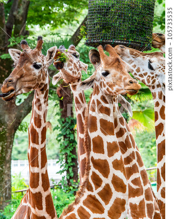 Elegant and delightful giraffe family meal Elegant and delightful giraffe family meal 105733535
