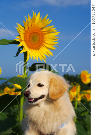 Tsunan Town Sunflower Square Tsunan Town Sunflower Square 105733547