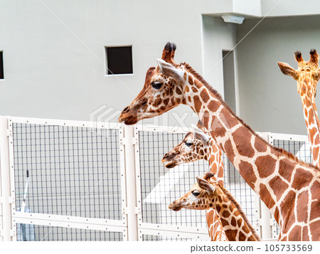 Giraffe family staring at something curiously 105733569