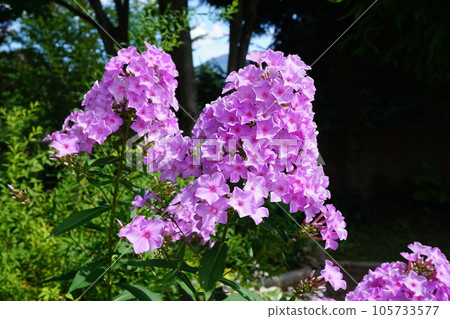 夏季盛開的花魁（Oiranso） 105733577