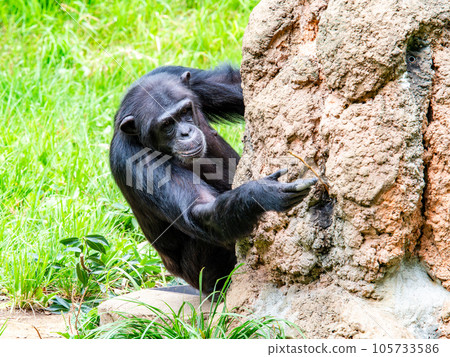 黑猩猩急切地用樹枝舔食花蜜 105733586