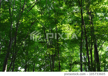 仲夏美麗森林 仲夏美麗森林 105733605