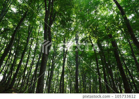 midsummer beauty forest midsummer beauty forest 105733612