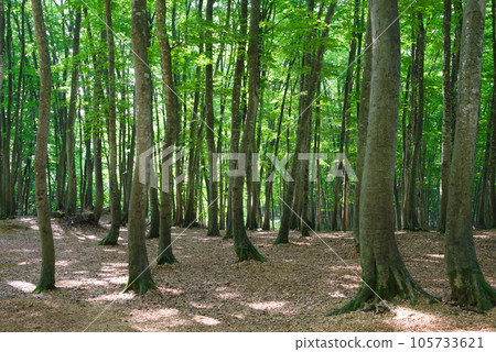 midsummer beauty forest 105733621