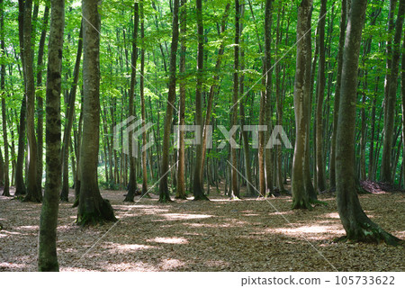 midsummer beauty forest 105733622