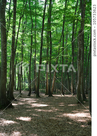 midsummer beauty forest midsummer beauty forest 105733623