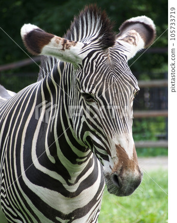 Portrait of Zebra (Hippotigris), close-up. Black and white Zebra, portrait, close-up on a blurred background. Portrait of Zebra (Hippotigris), close-up. Black and white Zebra, portrait, close-up on a blurred background. 105733719
