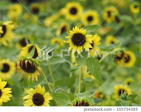Summer flower Lemon yellow sunflower ⑤ Summer flower Lemon yellow sunflower ⑤ 105734385