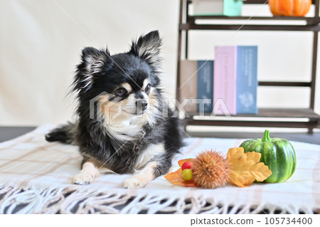 Cute Chihuahua and the taste of autumn Iga chestnut pumpkin Autumn image 105734400