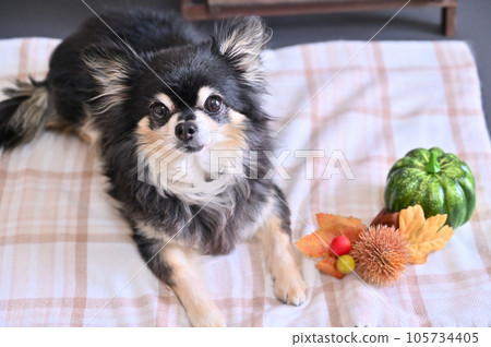 Cute Chihuahua and the taste of autumn Iga chestnut pumpkin Autumn image Cute Chihuahua and the taste of autumn Iga chestnut pumpkin Autumn image 105734405