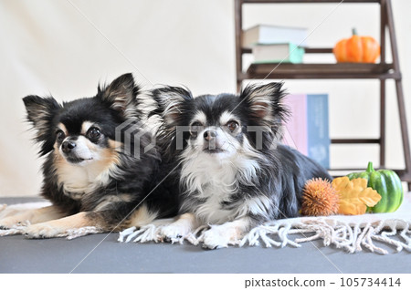 Two Chihuahuas and the taste of autumn Iga chestnut pumpkin Autumn image 105734414